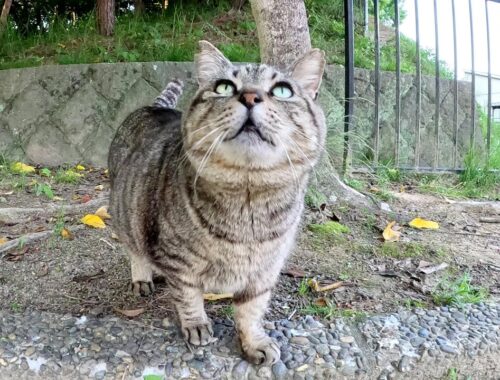 太ったキジトラ猫が親友の茶トラ猫にフラれて一人でお散歩に出かける