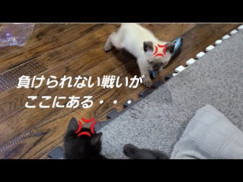 【子猫】シャム猫VS黒猫