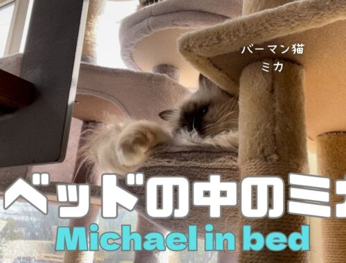 バーマン猫ミカとウリ【ベッドの中のミカ】Michael in bed（バーマン猫）Birman/Cat
