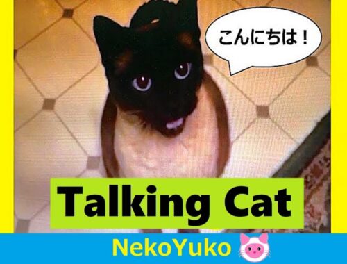 🐱Talking Siamese Cat [CC]　おしゃべりシャム猫と会話