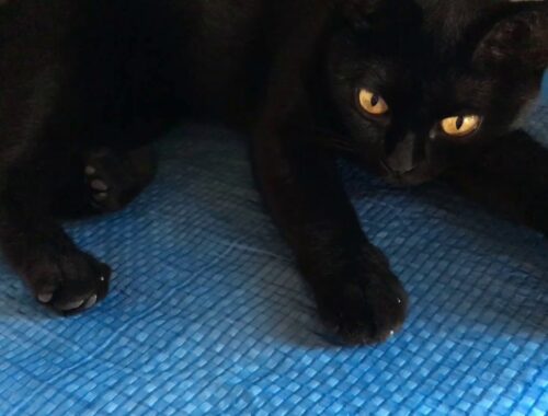 子猫みたいなルーシー ☆ 4匹黒猫ボンベイ家族