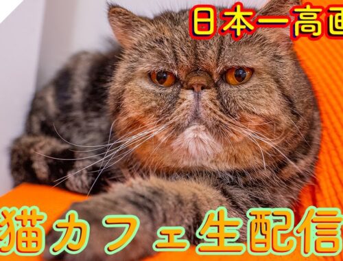 #168  日本一高画質猫カフェ生配信(自称) Virtual catcafe tour