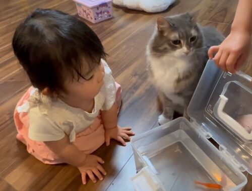 お土産？の金魚に夢中な猫　ラガマフィンA cat obsessed with goldfish. Ragamuffin