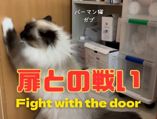 バーマン猫ガブとラフとミカ【扉との戦い】Fight with the door（バーマン猫）Birman/Cat