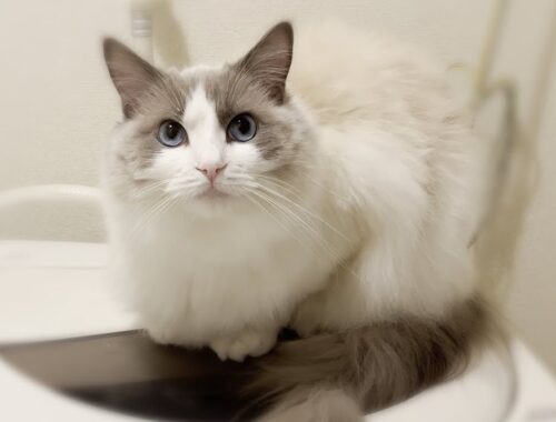 洗濯機の上に乗りたがるラグドール猫がかわいすぎた。