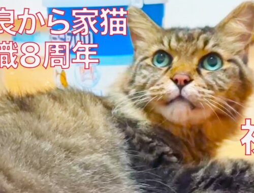元・野良たぬき猫、幸せ家猫転職８周年 The raccon cat 'Tanu-chiky' 8th anniversary