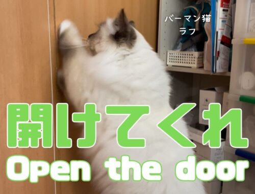 バーマン猫ガブとラフ【開けてくれ】Open the door（バーマン猫）Birman/Cat