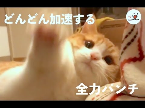 マンチカンが繰り出す怒涛の猫パンチ！　あまりのかわいさにノックダウンされちゃう☺【PECO TV】