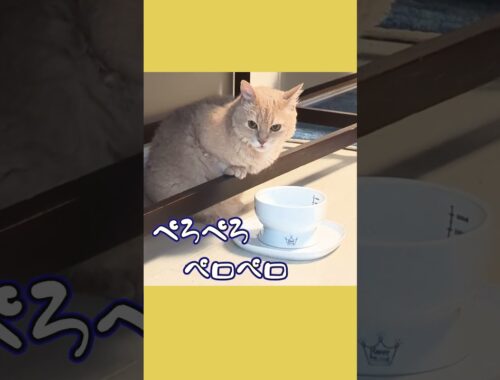 【ぽっちゃん家】鳥さんのように水を飲む猫　うららさん　vol.9　#猫 #猫動画 #shorts