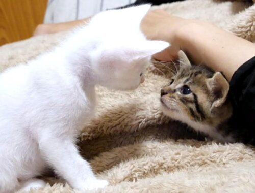 子猫達はおじさんの腕の中を取り合いかわいい小競り合いをしていました【赤ちゃん猫　保護猫】