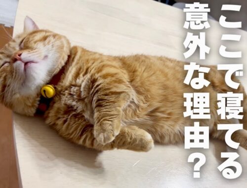 ぽちゃくんが真夜中に机の上で寝てる意外な理由とは！？ #猫 #マンチカン