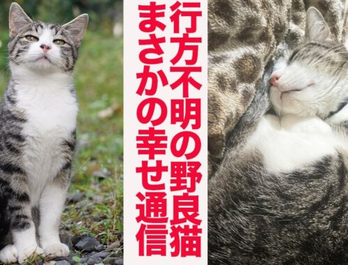 野良猫一族の末裔猫、行方不明の後の幸せ通信 The ex-stray cat 'Hosojiro' story