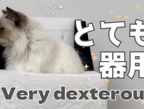 バーマン猫ラフ【とても器用】Very dexterous（バーマン猫）Birman/Cat