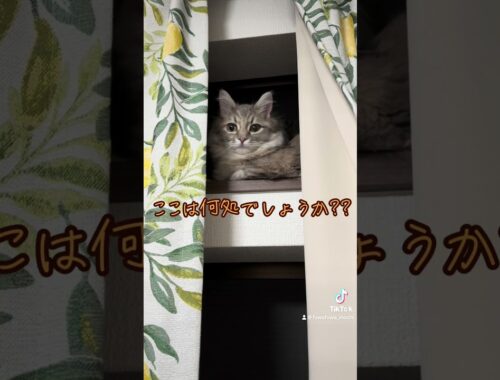ここ何処です？？？ #猫のいる暮らし #cat #サイベリアン 子猫