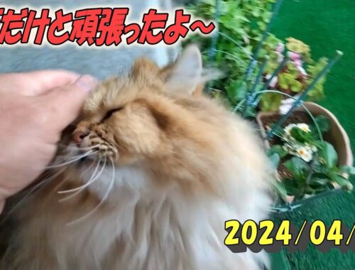 大雨でも頑張って草を食べるペルシャ猫のひとみです。Persian cat Hitomi's relaxing days 2023/04/30