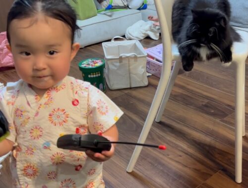 初めてラジコン操作する二歳児を観察する猫　ラガマフィン　cat observing infant