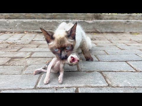 "Please Don't Leave, My kitten is Dying" Crying mother cat brought her Dying Kitten to a Man's Shop!