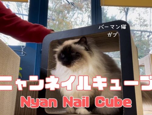 バーマン猫ラフとガブとウリとミカ【ニャンネイルキューブ】Nyan Nail Cube（バーマン猫）Birman/Cat