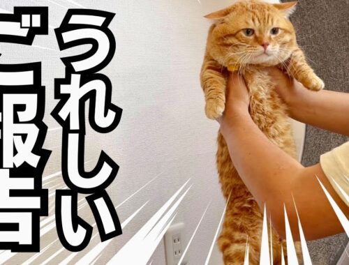 【朗報】愛猫についてうれしいご報告があります！ #猫 #マンチカン