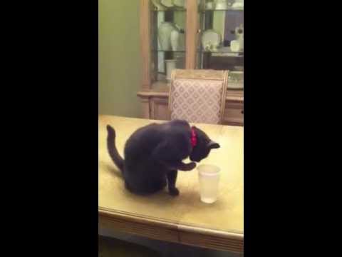 Russian Blue Cat"Havana" Loves drinking water from a glass!