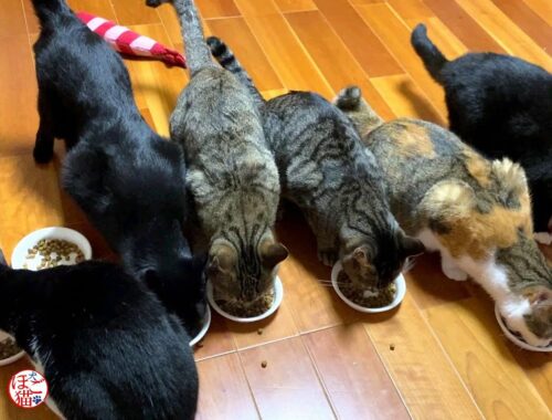 【子猫 保護】子猫７匹のごはんタイム＋おまけコーナー