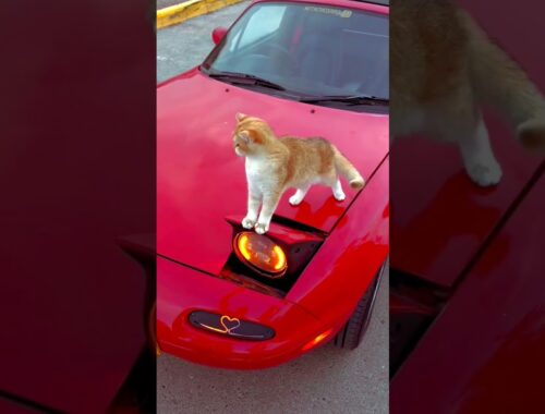 The brown cat sit on the red car. #foryou #browncat #redcarpet #viralvideo #fypシ #10k #followrsme