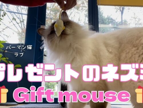 バーマン猫ラフとウリ【プレゼントのネズミ】Gift mouse（バーマン猫）Birman/Cat