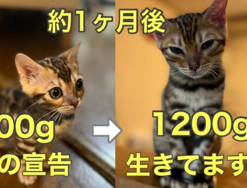 【ベンガル子猫のビッグベン】回復の見込みがないから安楽死を！と死の宣告を受けたベンガル子猫の現在がこちら！2倍まで大きくなりました！