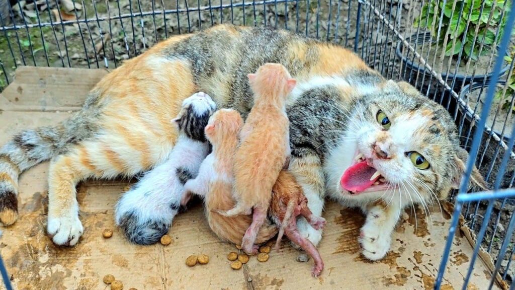 Mother cat doesn't let us touch her poor kittens because she has already lost her kittens!