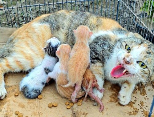 Mother cat doesn't let us touch her poor kittens because she has already lost her kittens!