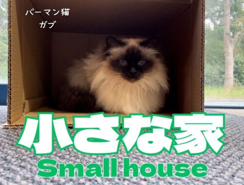 バーマン猫ガブ【小さな家】Small house （バーマン猫）Birman/Cat