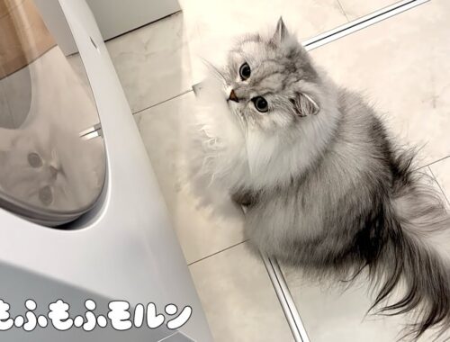 ドラム式洗濯機を初めて見た猫は… 【サイベリアン】