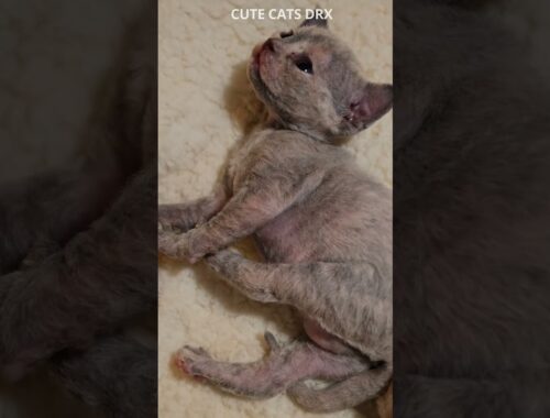 20 Day Old Kittens Devon Rex #shorts