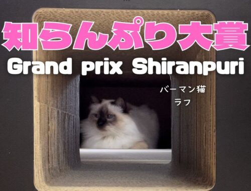 バーマン猫ラフ【知らんぷり大賞】Grand prix Shiranpuri（バーマン猫）Birman/Cat