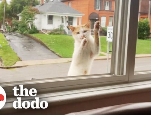 Stray Cat Keeps Climbing Up To This Woman's Window | The Dodo