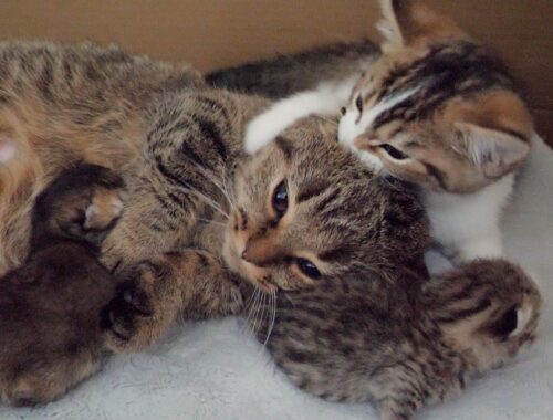 Kitten Nico wants to be spoiled by cat Lili as much as the baby kittens do!