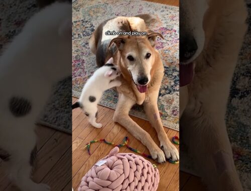 Dog Falls In Love With Four Blind Foster Kittens | The Dodo