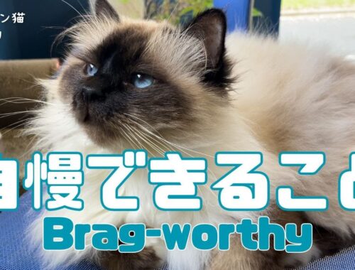 バーマン猫ウリとミカ【自慢できること】Brag-worthy（バーマン猫）Birman/Cat