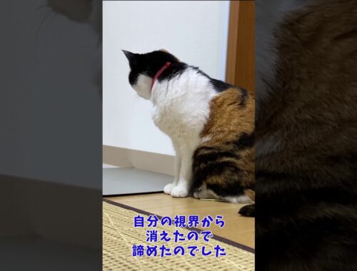 掴みたいけど掴めない猫 #Shorts　/三毛猫/日本猫