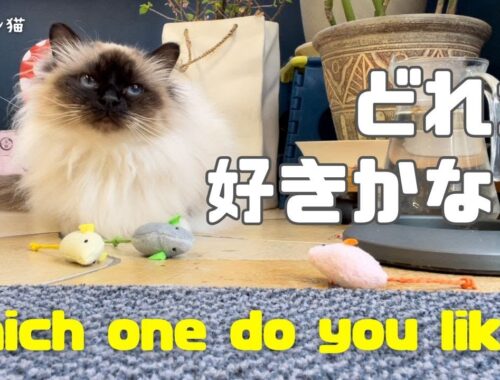 バーマン猫ガブとラフ【どれが好きかな？】Which one do you like?（バーマン猫）Birman/Cat