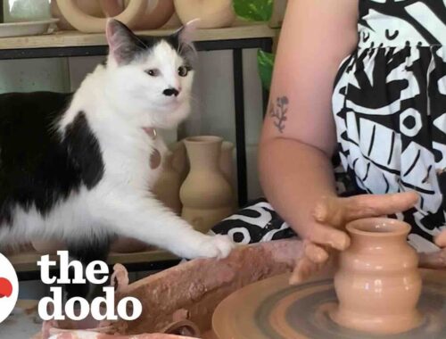 Cat Can't Get Enough Of Mom's Pottery Wheel | The Dodo