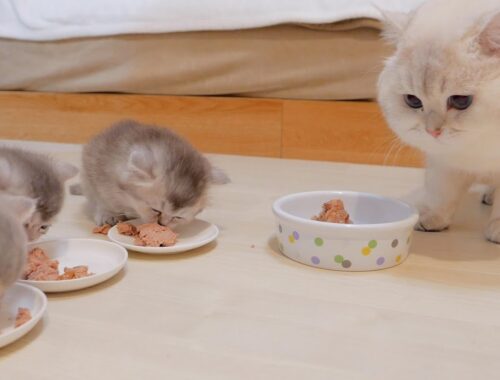 The kitten who never gives up food to her daddy cat is so cute...
