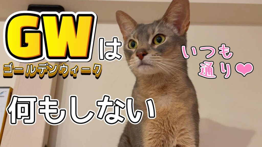 ゴールデンウィークはいつも通り過ごすうちの猫さん♡ ゴールデンウィークはいつも通り過ごすうちの猫さん♡
