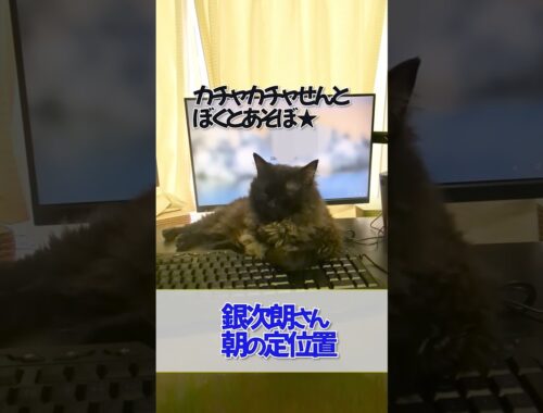 【ぽっちゃん家】お邪魔な猫  vol.39　#猫 #cat #funny #shorts
