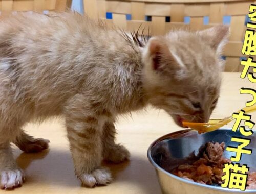 空腹だった子猫が必死に食べる姿に癒されました。