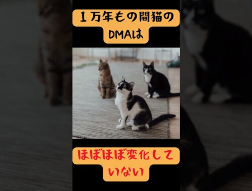 猫が日本に広まったのは、、猫に関するおもしろい雑学#48 #猫 #short #雑学 #cat