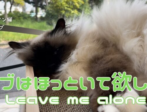 バーマン猫ガブとラフとミカとウリ【ガブはほっといて欲しい】Leave me alone（バーマン猫）Birman/Cat