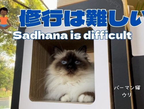 バーマン猫ウリ【修行は難しい】Sadhana is difficult（バーマン猫）Birman/Cat