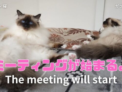 バーマン猫ウリとガブとラフとミカ【ミーティングが始まるよ】The meeting will start（バーマン猫）Birman/Cat