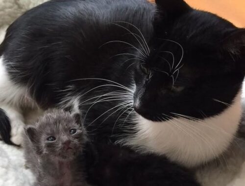Feral Cat Mom Hears Orphaned Kittens Cry and Comes Running to Them